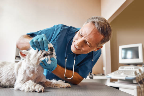Best 24-Hour Emergency Dental Care in Lake Lakengren, OH